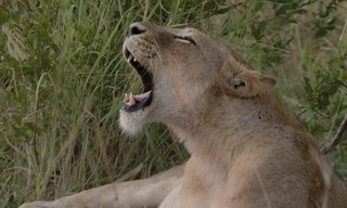 Food trail: South Africa