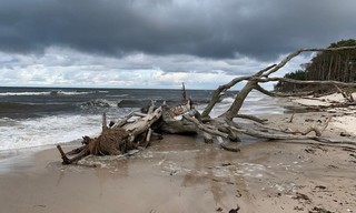 Geo Reportage: Die Ostsee, Sehnsuchtsort der Kraniche