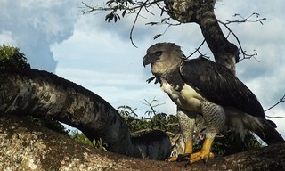 Guyana - Der Weg des Jaguars