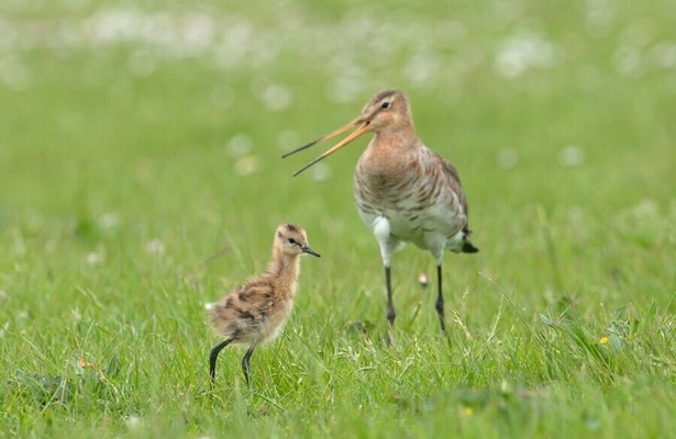 De Grutto in documentaireserie Grutto!