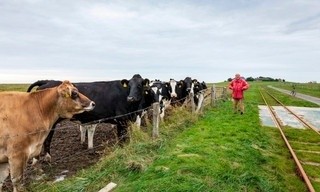 Halligleben in der Klimakrise - Oland im Wettlauf mit dem Meeresspiegel