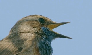 Harchies, le son des oiseaux du marais