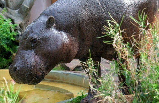 Het Echte Leven in de Dierentuin