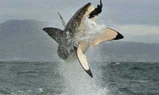 Killer Animal Tactics