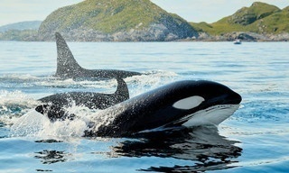 Killer Whale Chronicles