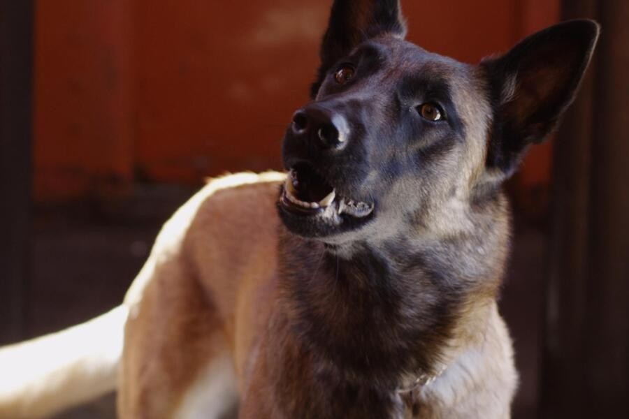 K-9 Adventures: Legend of the Lost Gold