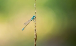 Libelle, Salamander und Kreuzotter: Leben im Feuchtgebiet