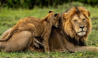 Masai Mara - Geburt im Paradies