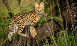 Masai Mara - Ruhe vor dem Sturm
