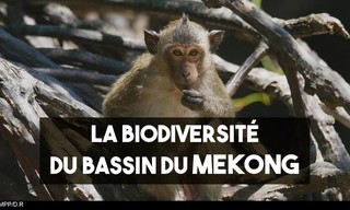 Mysteries Of the Mekong