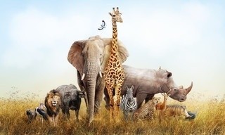 Nature's epic journeys