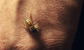 NPO Doc: Suikerwater