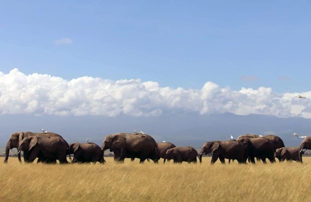 Natuur op 2: Dynasties