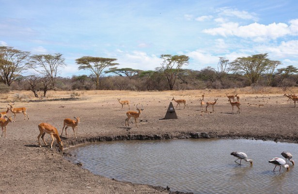 Waterhole: Africa's animal oasis