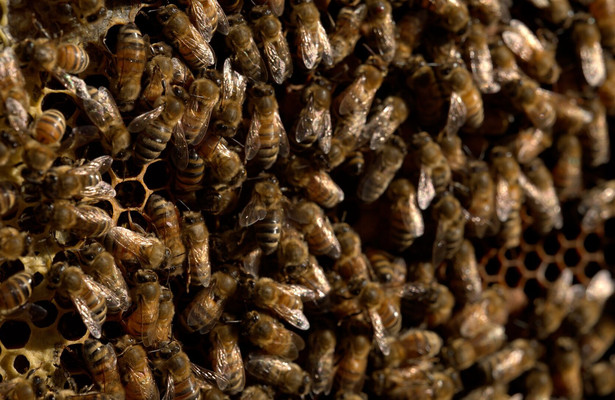 Sfeerafbeelding Secrets of the Bees