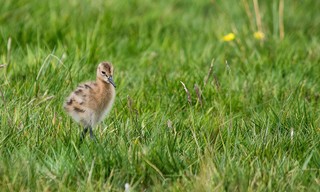 Uferschnepfen - Unterschätztes Federvieh