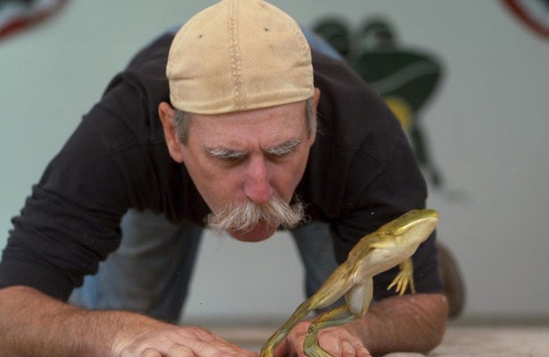 Wedstrijd kikkerspringen