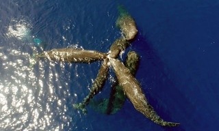 Wilde Liebe - Diversität in der Natur