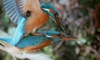 Wilder Frühling - Tierische Liebe zwischen Oberrhein und Zugspitze