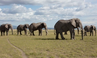 Wildwechsel: Tiere auf Achse