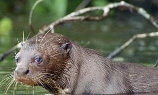 World's deadliest killer three