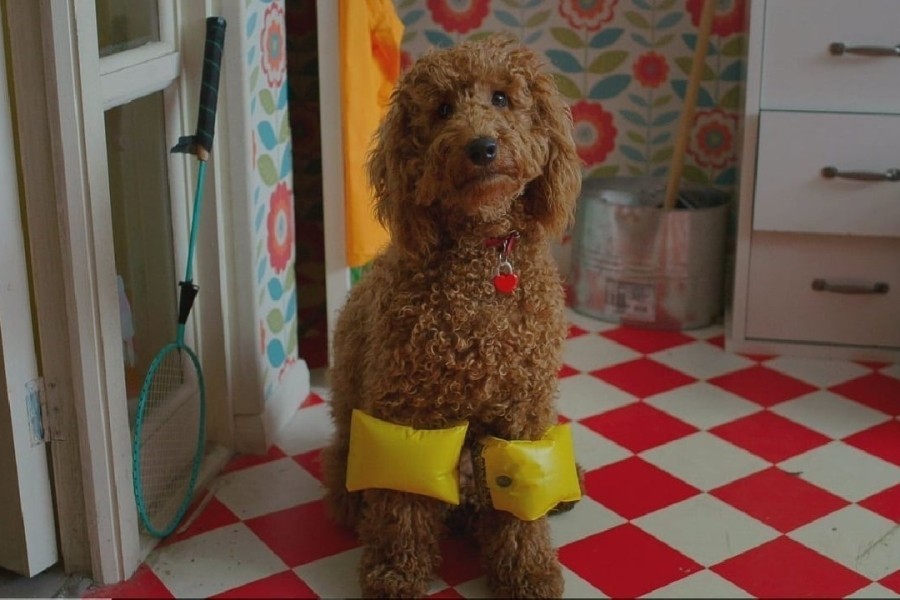 Waffel de wonderhond