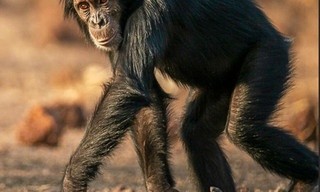 ZoalsMensen: De chimpansees van Fongoli