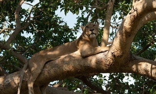 Africa's deadly kingdom