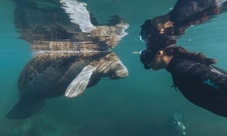 Blue Carbon - Die Superkraft der Natur