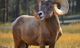 Bozkirin Cocuklari: Anadolu Yaban Koyunu