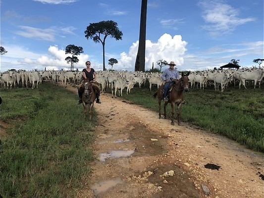 De Amazone staat in brand