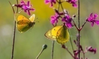 Die Geschichte vom orangeroten Heufalter