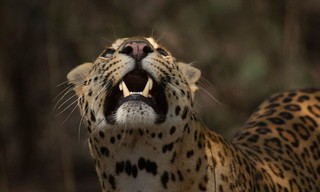 Die Leoparden-Dynastie - Aufstieg eines Prinzen