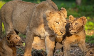 Die Löwinnen-Dynastie - Schicksalsjahre