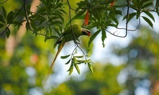 Die Nikobaren - Auferstehung eines Archipels