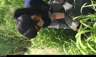 Dierenopvang in de stad