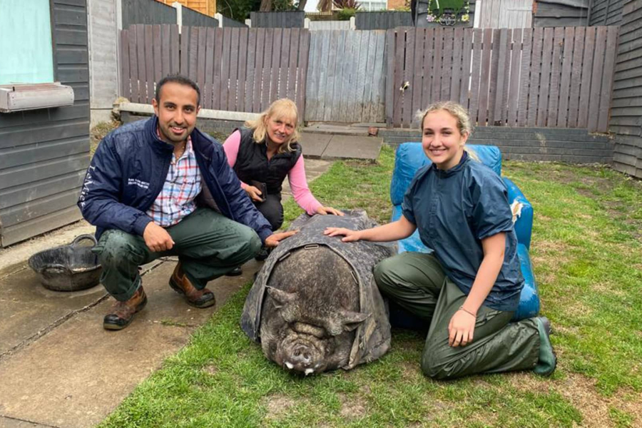 De dierenarts van Yorkshire