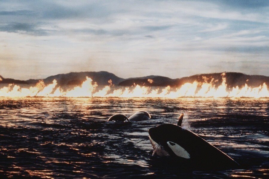 Free Willy 2: The Adventure Home