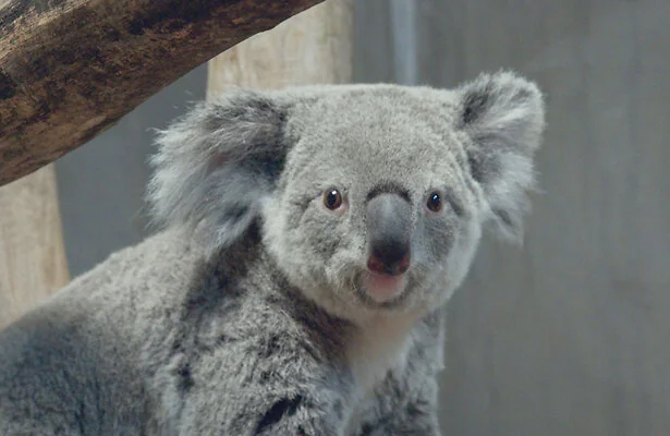 Een koala in Ouwehands Dierenpark in Rhenen