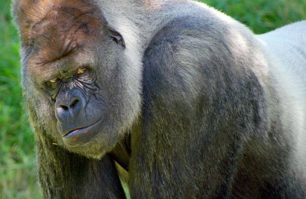 Apen in Het Echte Leven in de Dierentuin