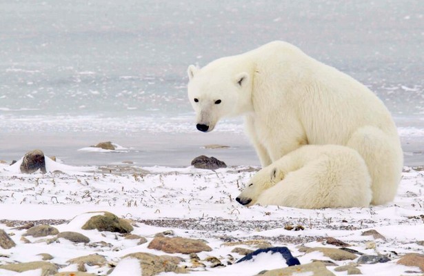 Still uit Het Echte Leven van de IJsbeer