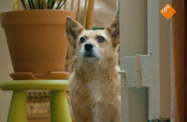 Hondje Pepi in BinnensteBuiten