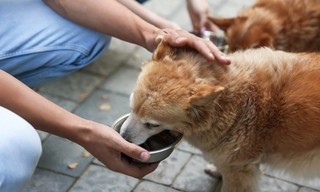 Im Einsatz für die Tiere: Die Tierretter aus Hamburg