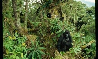 Kingdom of the Apes: Battle Lines