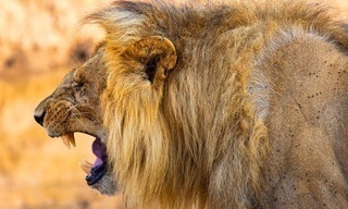 Lion Brothers: Cubs To Kings