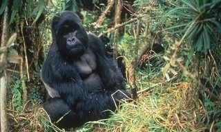 Mystery Gorilla