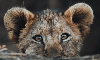 Nieuwelingen in het wild