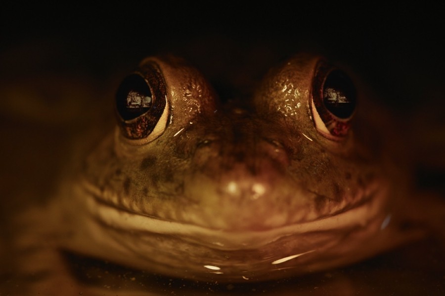 Nightmares of Nature