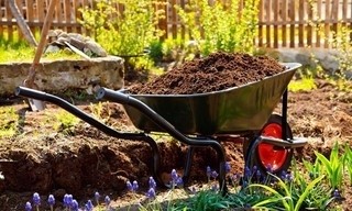 Schnittgut. Alles aus dem Garten