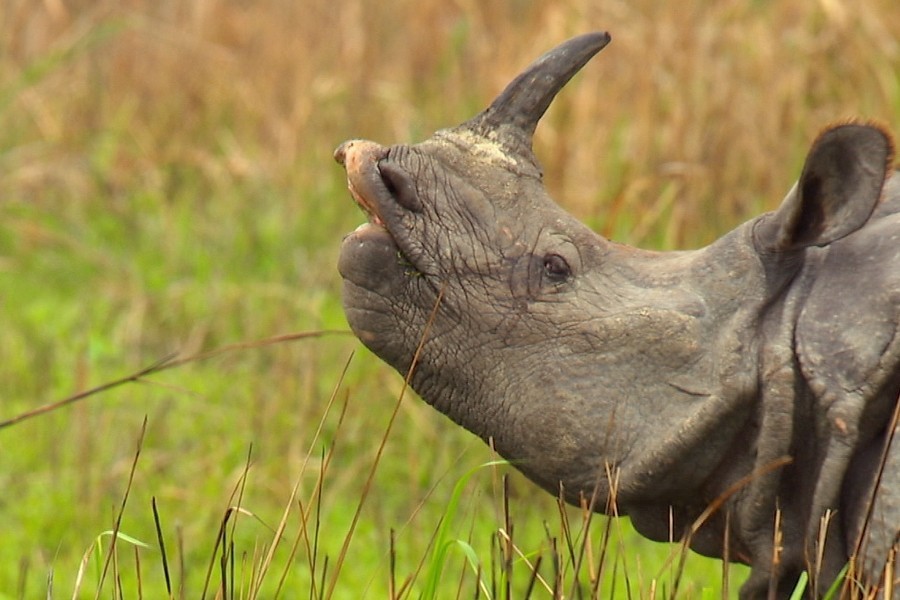 Secrets of Wild India